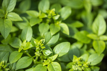 The spicy herb basil grows in the garden bed. View from above.