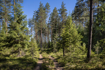 The road goes deep into the coniferous forest.