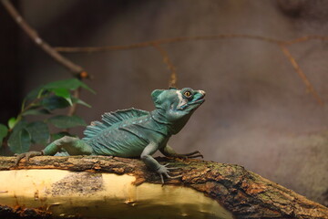 A green lizard sitting on a branch