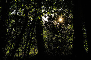 Obraz premium sun through the trees