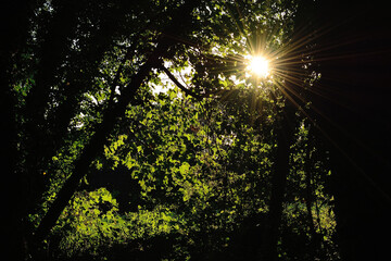 Fototapeta premium sun shining through trees