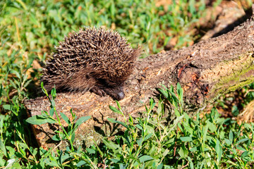 Young European hedgehog (Erinaceus europaeus) on a log