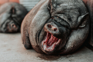 A purebred black pig lies and yawns. The happy pig opened its mouth.