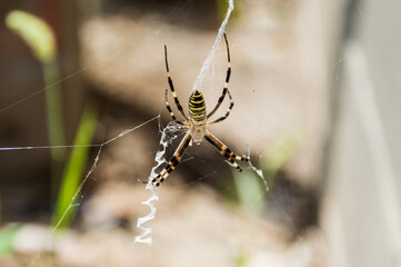 Argiope bruennichi (wasp spider) on the web.