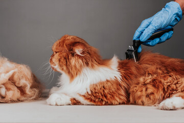 A blue-gloved groomer is combing a long-haired ginger cat. Cat hair care.