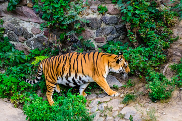 Big striped tiger (Panthera tigris) walking among the green vegetation