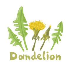 Dandelion plant with flowers, leaves and buds. Dandelion salad. Summer flower season yellow dandelion. Botanical illustration. Digital icon for web site page, mobile app, menu design, cooking book