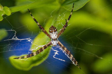 Florida garden spider (Argiope florida) in web, macro - Pembroke Pines, Florida, USA