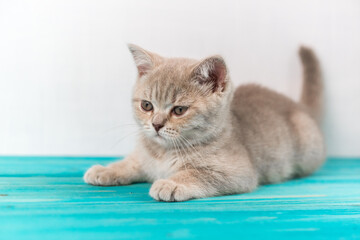 Fototapeta na wymiar A beautiful sad kitten of the British Shorthair peach color is lying the blue wooden floor