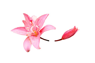 pink lily flower and bud isolated on white