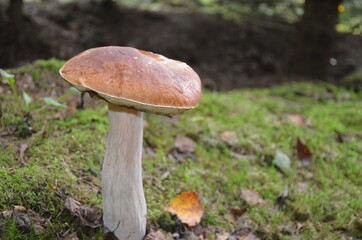 
mushroom boletus on a thick leg in a pine forest