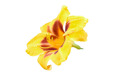 yellow lily isolated on white