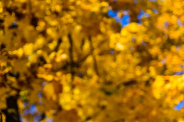Blurred yellow background. Autumn concept