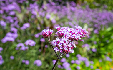 Obraz premium Summer Flowers