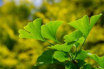 Fototapeta na wymiar Ginkgo tree (Ginkgo biloba) or gingko with brightly green new leaves against background of blurry foliage. Selective close-up. Fresh wallpaper nature concept. Place for your text