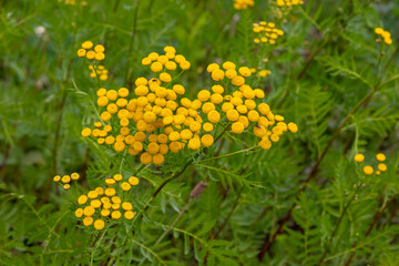 Tansy plant (Tanacetum vulgare) medical herb
