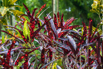 Garden croton Franklin Roosevelt (Codiaeum variegatum) - Davie, Florida, USA