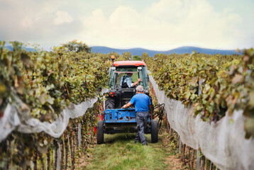 Rear view of tractor with farmers in vineyard, grape harvest concept.