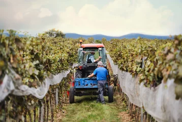 Deurstickers Achteraanzicht van tractor met boeren in wijngaard, druivenoogstconcept. © Halfpoint