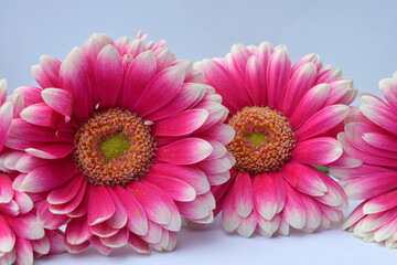 Detail of pink Bouquet gerber daisy flowers on a white empty copy space background