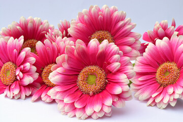 Detail of pink Bouquet gerber daisy flowers on a white empty copy space background
