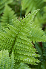 green fern leaves