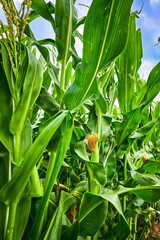 Photo along a row of maize plants (Zea mays).