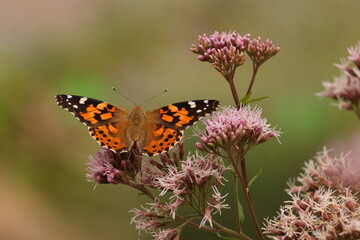 Beautiful butterfly sitting on the flower