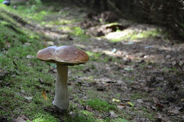 
mushroom boletus on a thick leg in a pine forest
