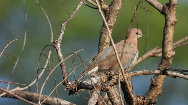 juvenile wood pigeon UHD mp4 4k .
