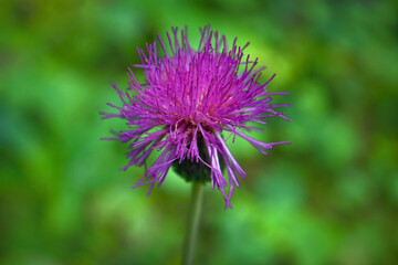 Medicinal herb burdock Arctium lappa, blooming violet flowers. soft background