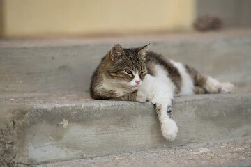 Homeless cat lies on the steps of the building.