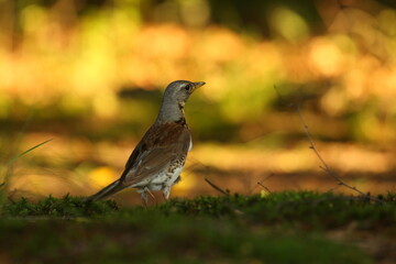 Thrush poses in the light of the setting sun