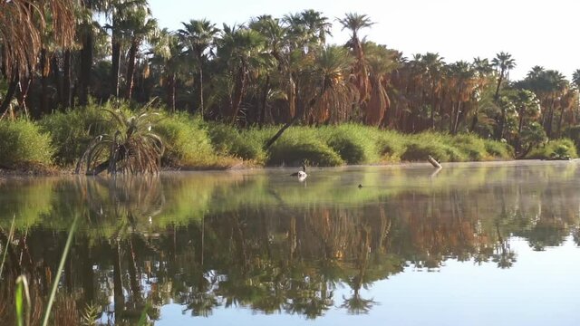 Still shot of the reflection of the palm trees in the oasis of San Ignacio in Baja California.