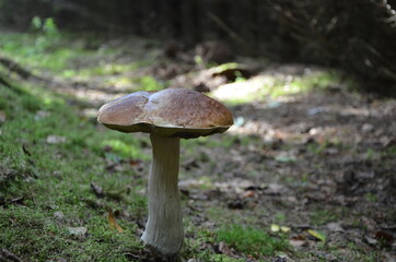 
mushroom boletus on a thick leg in a pine forest