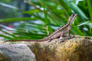 Brown basilisk female (Basiliscus vittatus) on rock - Davie, Florida, USA