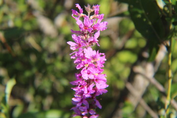 Fototapeta na wymiar A lovely shot of purple loose strife in bloom on a hot summers day. 