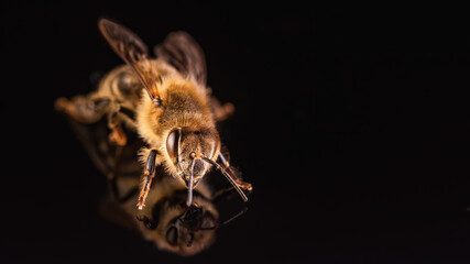 Bee isolated on black background. Honeybee detail photo