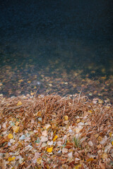 autumn leaves on the water