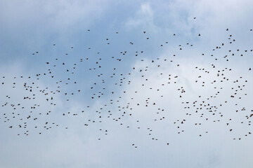 Vogelschwarm