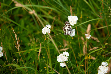 white butterfly on green grass