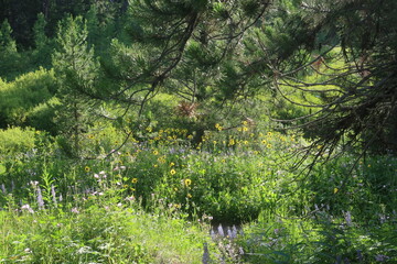 Thick forest shrubbery