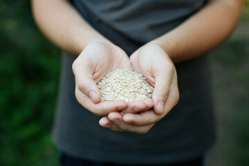 Rice in farmer's hands. Handful of groats in the hands. Gardening season. Organic products concept.