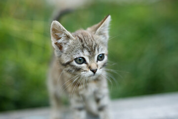 Obraz premium Lovely fluffy cat on green grass in the park. Gray tabby cute kitten with big eyes. Pets, pet care concept. Friend of human.