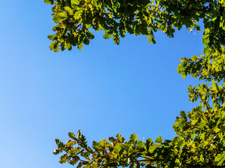 Autumn oak leaves against a bright blue sky, looking up from the bottom. Autumn frame, screensaver, or background. The beginning of a new season, nature begins to fade