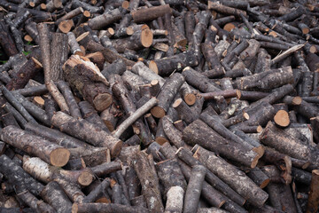 Flat lay of logs covering a meadow. Wood background for logging industry. Atlantic forest lumberer works.