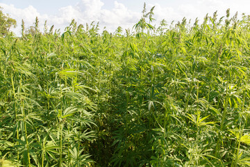 Green weed on farm field