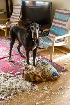 Adorable guilty dog tearing pillow at home
