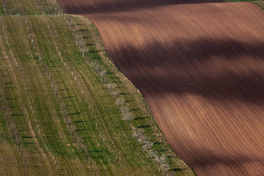 Apricot orchard and agricultural areas.