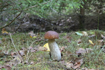 Fototapeta premium mushroom boletus on a thick leg in a pine forest